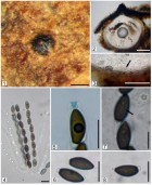 Anthostomella saltensis