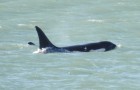 Orcinus orca