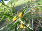 Lippia angustifolia