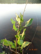 Rumex crispus