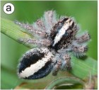 Euophrys sutrix