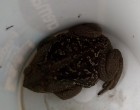 Rhinella schneideri