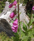 Digitalis purpurea