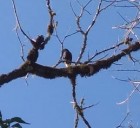 Parabuteo leucorrhous