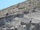 Geranoaetus melanoleucus