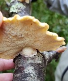 Polyporus gayanus