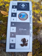 Batrachyla leptopus