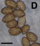 Cortinarius gracilentus