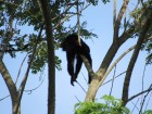 Alouatta caraya
