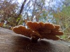 Schizophyllum commune