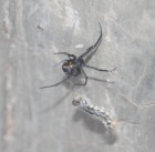 Latrodectus mactans
