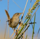 Cistothorus platensis