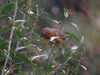 Microspingus erythrophrys
