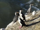 Phalacrocorax atriceps