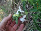 Ruellia geminiflora
