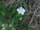 Ruellia geminiflora