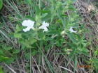 Ruellia geminiflora