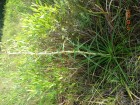 Eryngium sp.