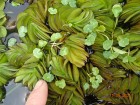 Hydrocotyle ranunculoides