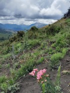 Alstroemeria presliana