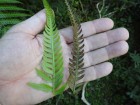 Pteris deflexa