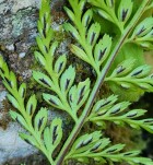 Asplenium cuspidatum