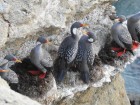 Phalacrocorax gaimardi