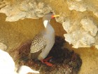 Phalacrocorax gaimardi