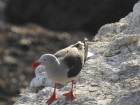 Leucophaeus scoresbii