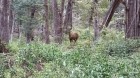 Hippocamelus bisulcus