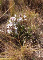 Gentianella multicaulis