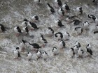 Phalacrocorax atriceps