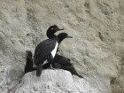 Phalacrocorax magellanicus