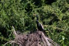 Anhinga anhinga