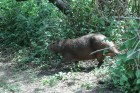 Hydrochoerus hydrochaeris