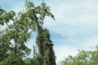 Tigrisoma lineatum