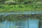 Jacana jacana