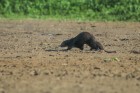 Lontra longicaudis