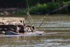 Caiman latirostris