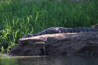 Caiman latirostris