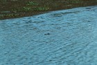 Caiman latirostris