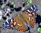 Vanessa altissima