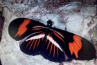 Heliconius erato
