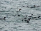 Thalassarche melanophris