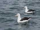 Thalassarche melanophris