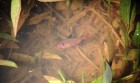 Megalamphodus eques