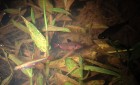 Megalamphodus eques