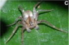 Arachosia praesignis