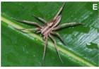 Arachosia kapiipeoi