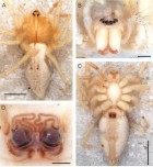 Arachosia freiburgensis